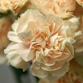 Dianthus Apple Tea